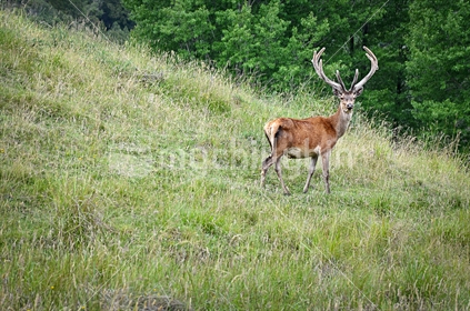 Stag on a hill (selective focus)
