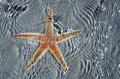 Starfish in shallow water