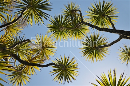 Cabbage trees from below - magic hour lighting