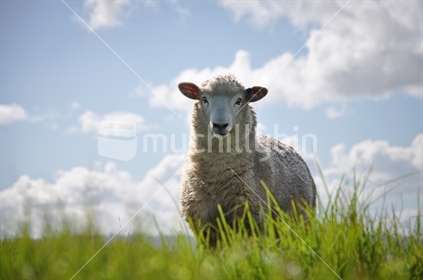 Portrait of a sheep (backlit and selective focus)
