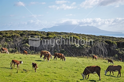 Cows with Little Barrier Island in the background