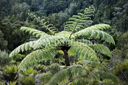 Mamaku tree fern against a background of native bush including kauri and nikau palms (selective focus)