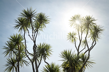 Cabbage tree silhouette