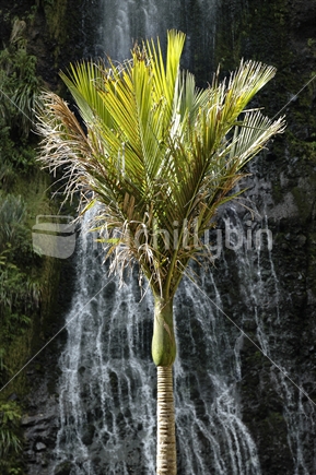 Nikau Palm against a waterfall background at Karekare falls, Waitakere ranges near Auckland, New Zealand