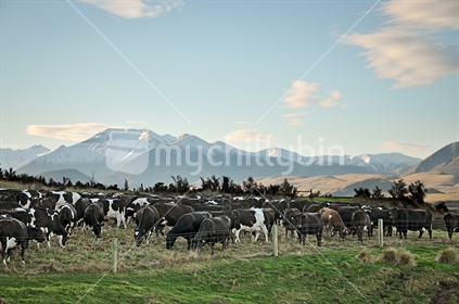 Herd of cows at sunset, Canterbury High Country