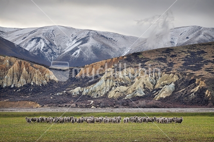 High Country Merino sheep