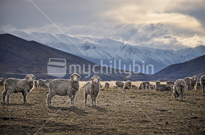 High Country Merino sheep (Backlit, low light, selective focus)