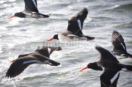 Oystercatchers (selective focus and motion blur)