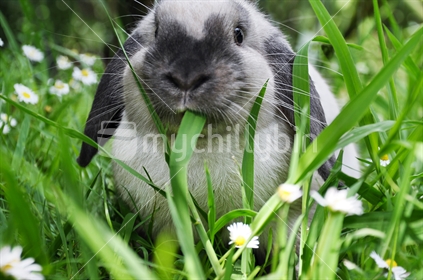 Young rabbit eating grass (selective focus)