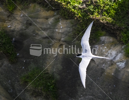 Tern Flying at Muriwai