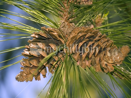 Pine Cones
