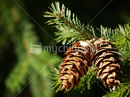 Sunlit pine cones