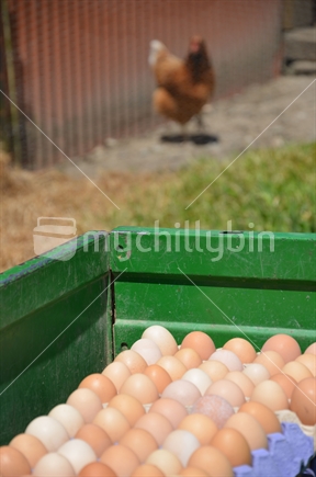 Free Range Hen Egg Harvest