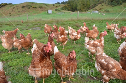 Farm Free Range Hens (focus third hen back)