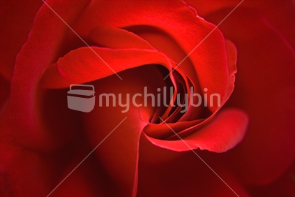 The red rose, closeup.