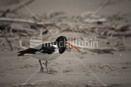 An Oyster Catcher surveys the sand for any small bug.