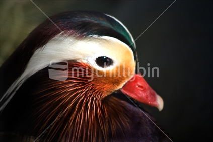 Mandarin duck portrait.