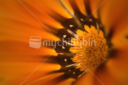 A macro of a vibrant orange flower.