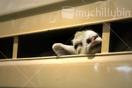 A sheep loaded into a stock truck takes a moment to breath some fresh air.