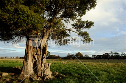 Old Tree, New Zealand