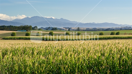 Corn Field, New Zealand