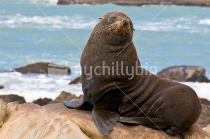 Seal at Honeycomb Rocks, Wairarapa, New Zealand