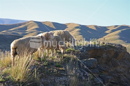 Four sheep grazing, Central Otago