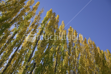 Row of autumn-yellow poplars against blue sky, Cromwell, Central Otago