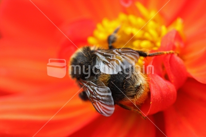 Bumble bee, macro, on bright red flower