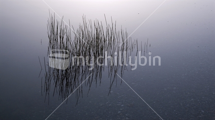 Reeds and reflection on dusk, Blue Lake, St Bathans, Central Otago