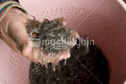 Hand holding palm full of freshly caught whitebait over pink bucket