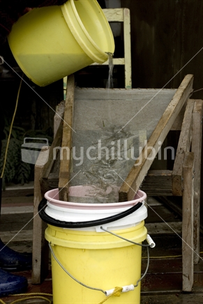 Whitebait being tipped out of bucket onto sieve and into other buckets