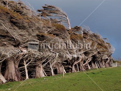 A wind break of Macrocarpa trees, at Orepuki in Southland, New Zealand; shaped by gale force southerly winds straight from the South Pole.