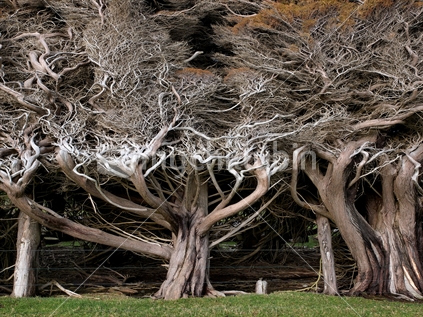 A wind break of Macrocarpa trees, at Orepuki, Southland, New Zealand; shaped by gale force southerly winds straight from the South Pole.