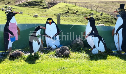 A family gathering of penguins!! at Cosy Nook. Between Riverton and Orepuki in Southland.