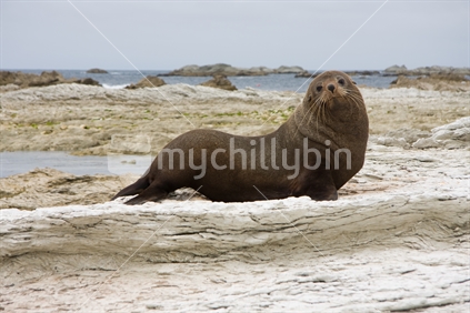 Seal, Kaikoura, New Zealand