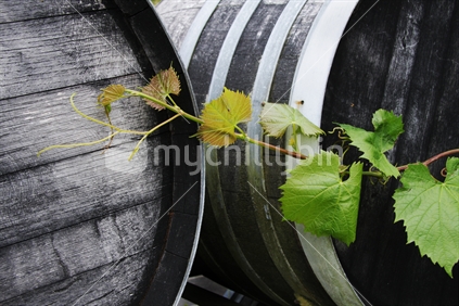 Wine barrel and new vine
