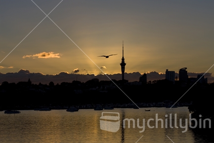 Hobson Bay at Sunset with light tipped clouds and silhouette seagull. 