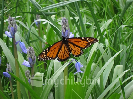 Monarch Butterfly, and Bluebells.