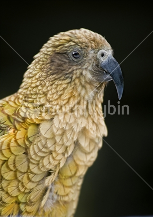 Kea, Native Parrot