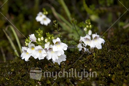 Gentian Native Alpine Flower of New Zealand
