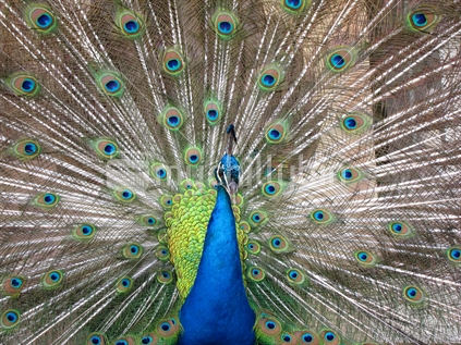 Peacock, Kawau Island