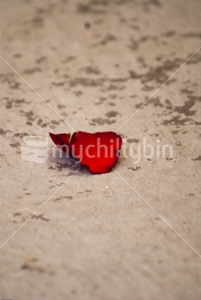 A single red rose petal resting on a mottled surface