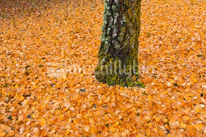 The summer is gone, it`s Autumn time. Leaves on the ground near Queenstown.