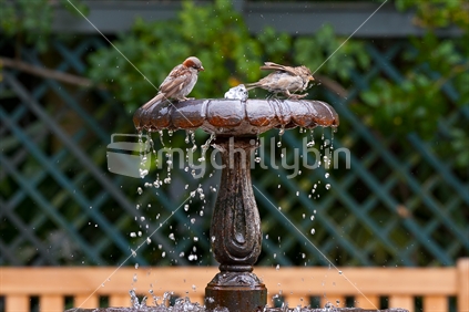 Making a splash; sparrows in the Rose Gardens, Auckland, New Zealand. 