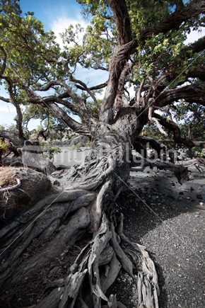 Old Pohutukawa tree with roots