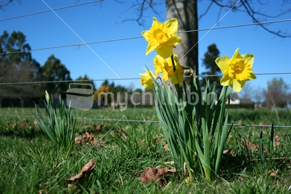 Spring daffodils on a farm in Methven, New Zealand