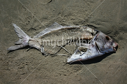 Remains of a dead fish
