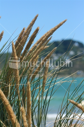Reeds at Lyall Bay beach