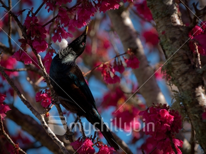 A tui feeding off the nectar in the flowering Prunus.